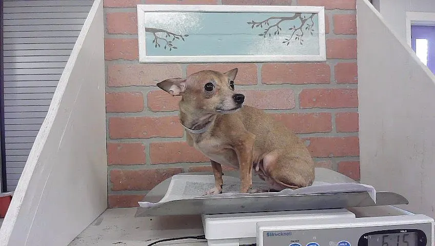 Adoptable Dog