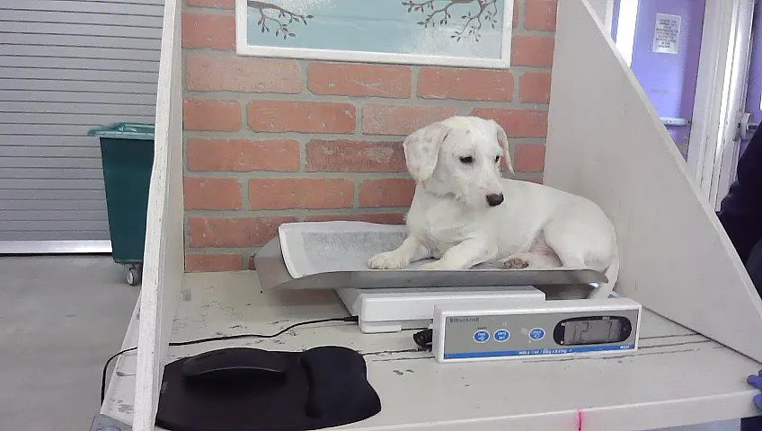Adoptable Dog