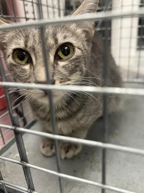 *Artemis