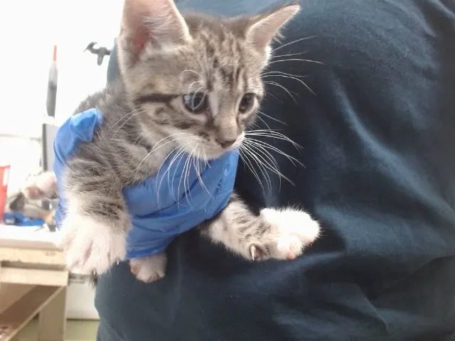 Urgent Baby Boy