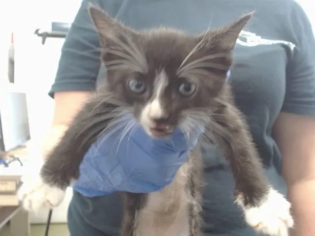 Urgent Mittens