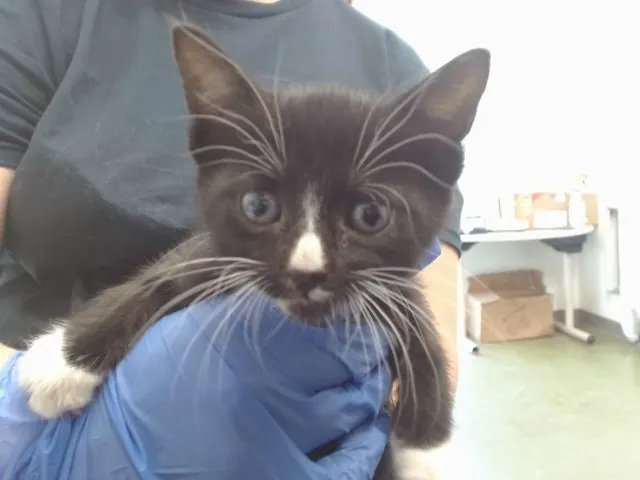 Urgent Cutie Patootie