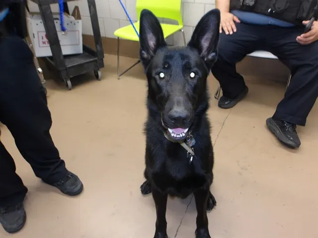 Adoptable Dog