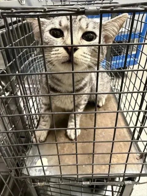 *Dakota