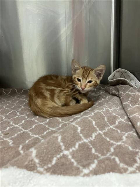 Adoptable Cat