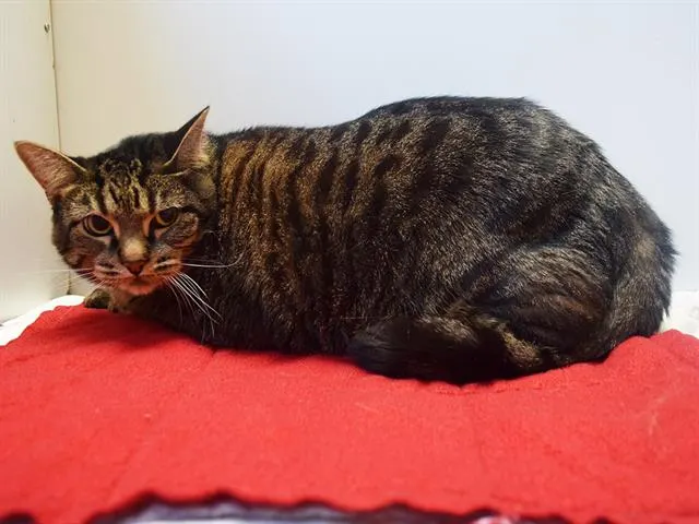 Cora
