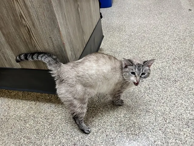 Purr Puff