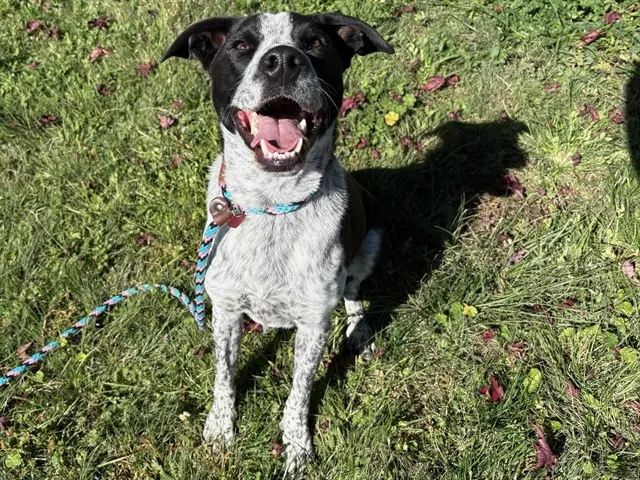 Banjo