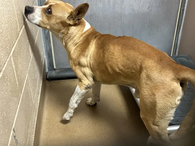 Adoptable Dog