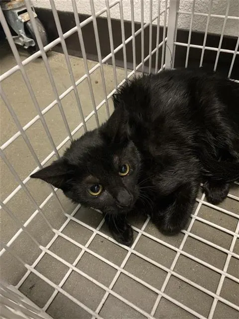 Adoptable Cat
