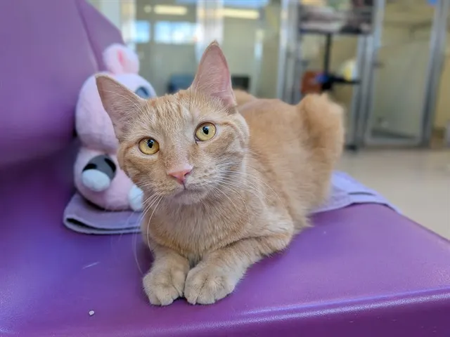 Ginger