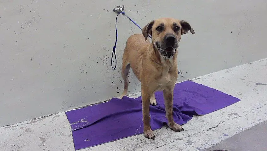 Adoptable Dog