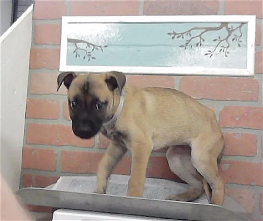 Adoptable Dog