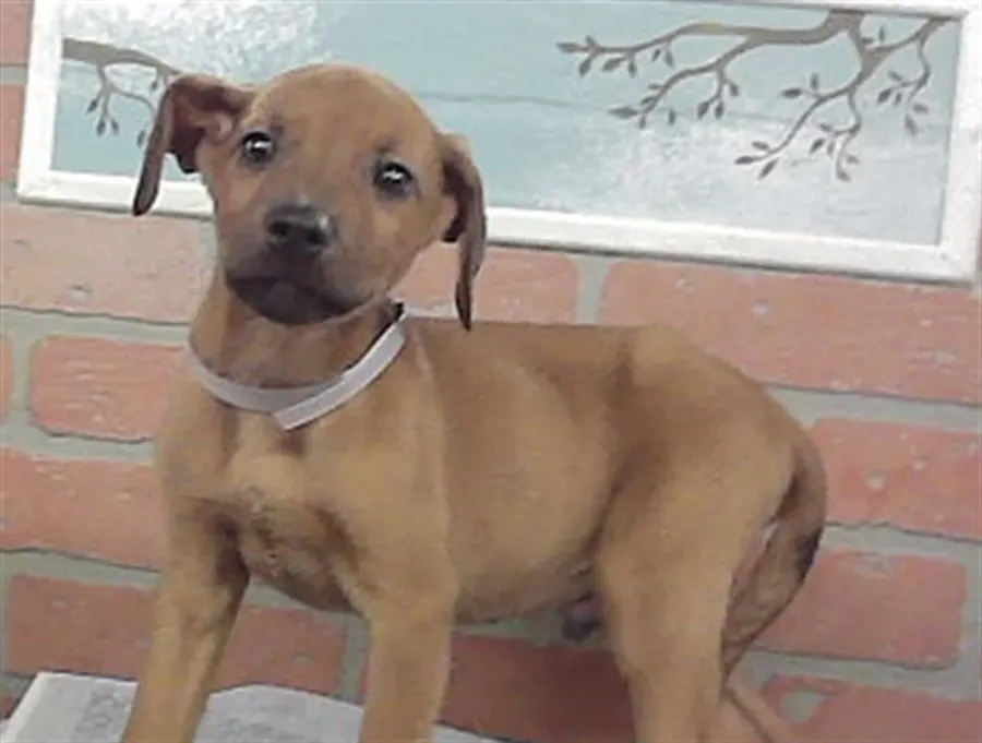 Adoptable Dog