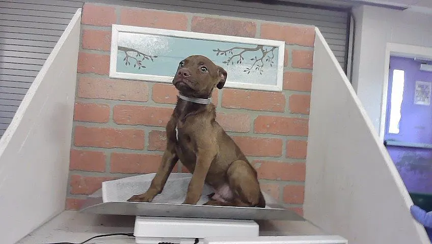 Adoptable Dog