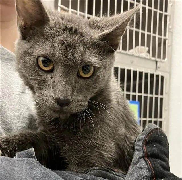 Adoptable Cat