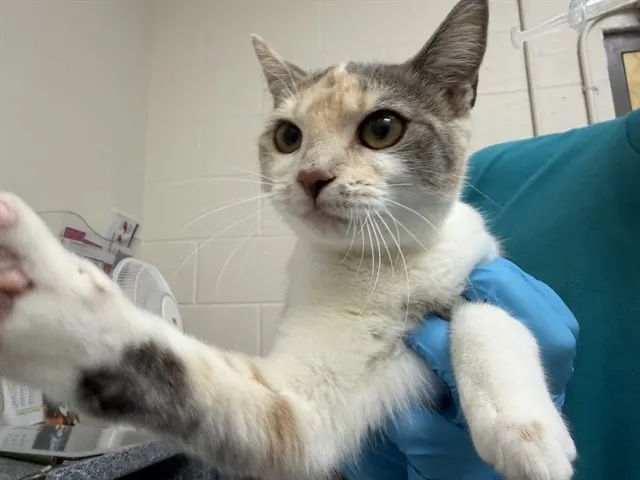 Adoptable Cat