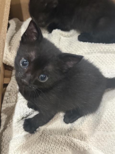 Milo