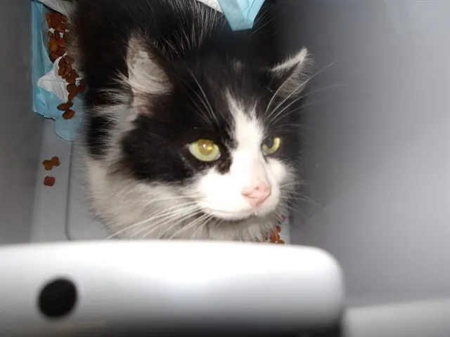Adoptable Cat