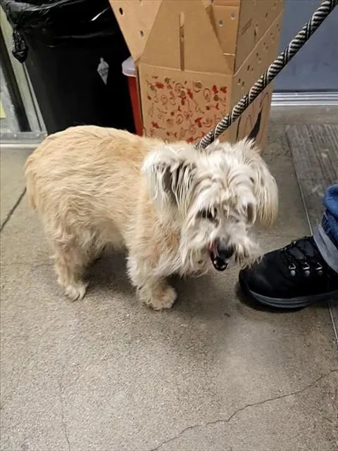 Hachi