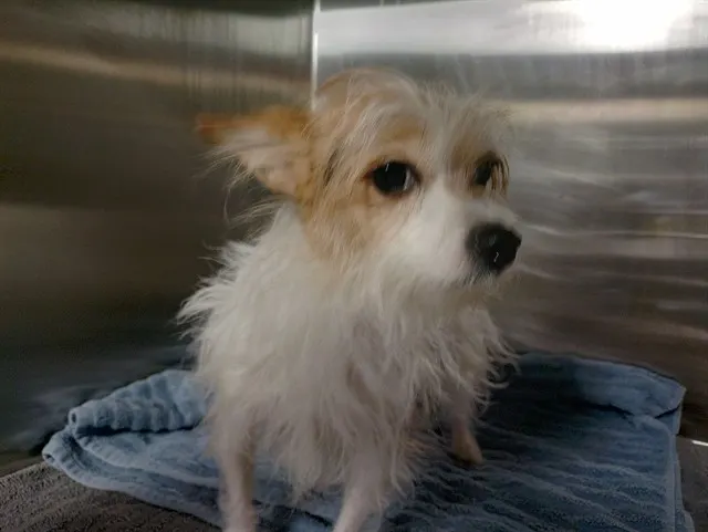 Adoptable Dog