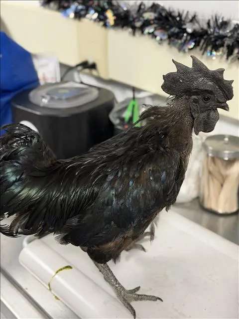Adoptable Bird