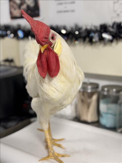 Adoptable Bird