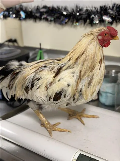 Adoptable Bird