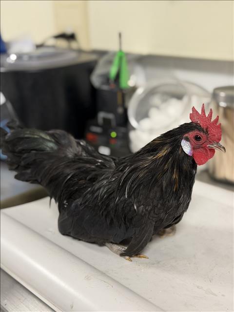 Adoptable Bird