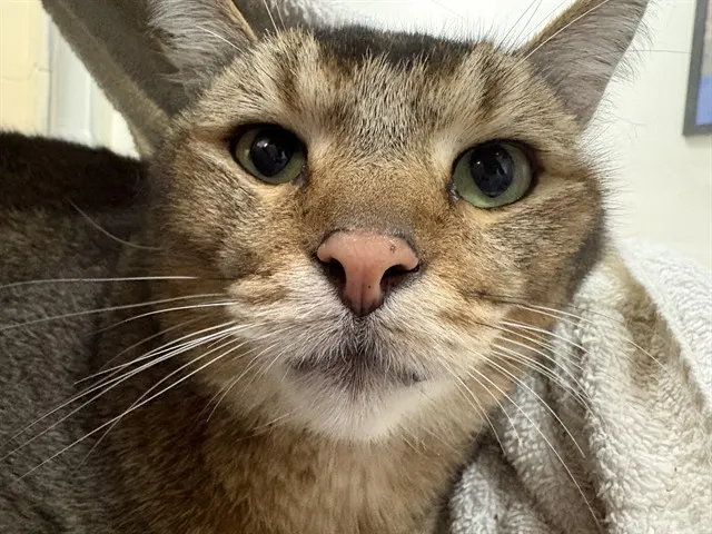 Simon