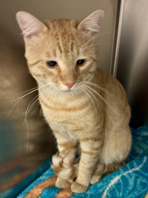Adoptable Cat
