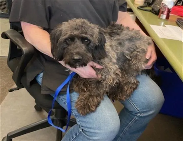 Adoptable Dog