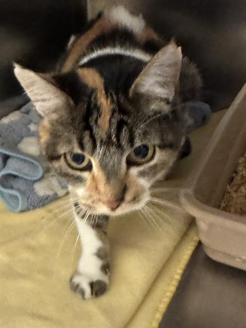Adoptable Cat
