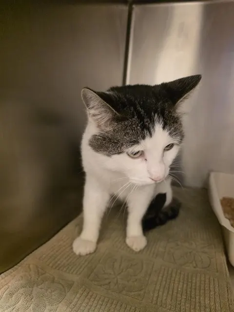 Adoptable Cat