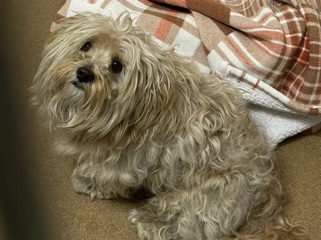 Priscilla