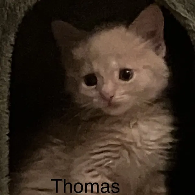 Thomas O'Malley