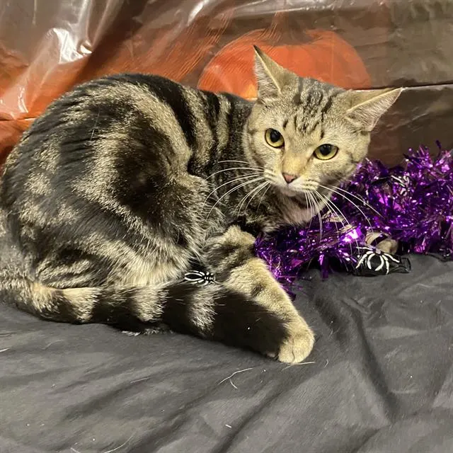 Adoptable Cat