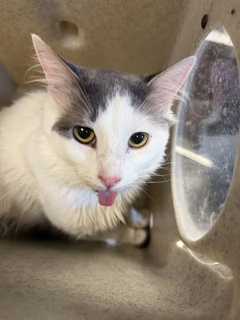 Kitty