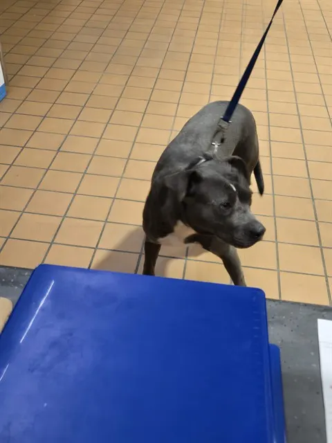 Adoptable Dog
