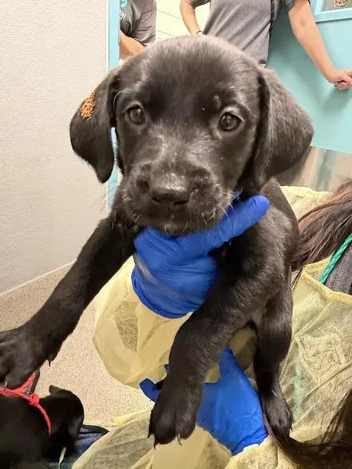 *Hershey