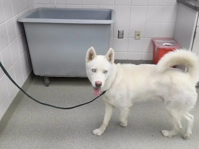 Shiloh