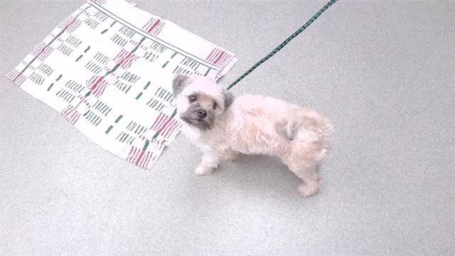 Darla