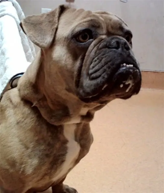 Adoptable Dog