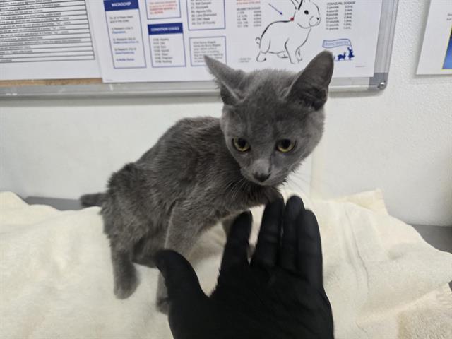 Adoptable Cat