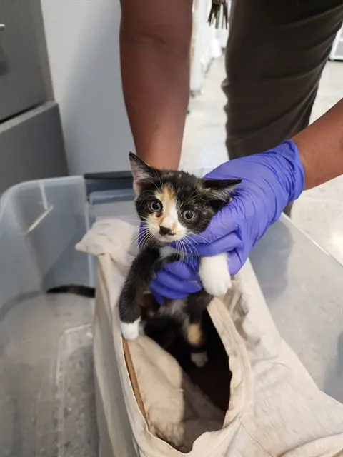 Adoptable Cat
