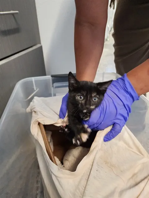 Adoptable Cat