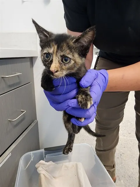 Adoptable Cat