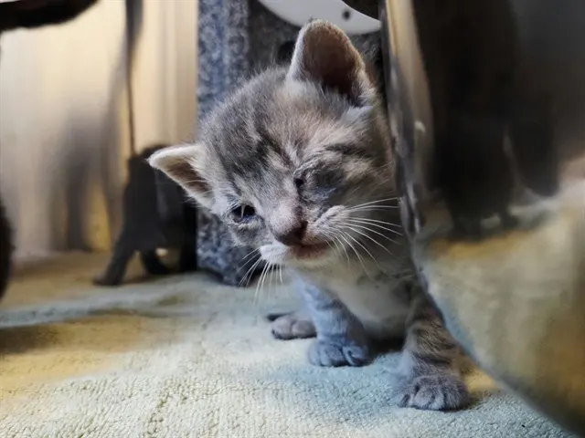 Adoptable Cat