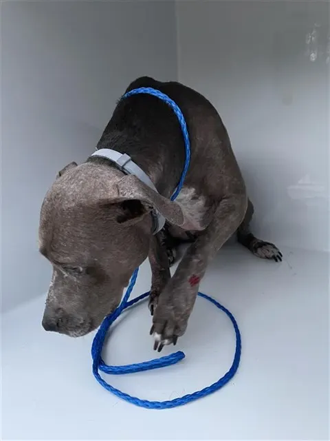 Adoptable Dog