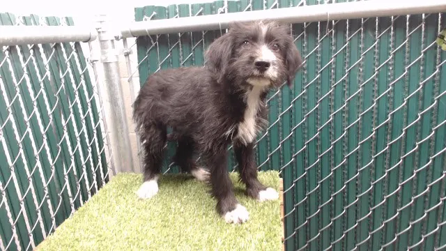 Adoptable Dog